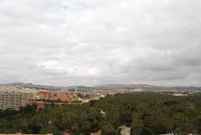 Vistas del Palmeral de Elche desde la Basílica menor de Santa María