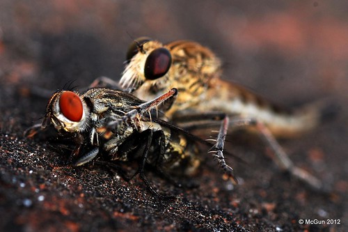 Saturday Brunch with the Robberfly by McGun