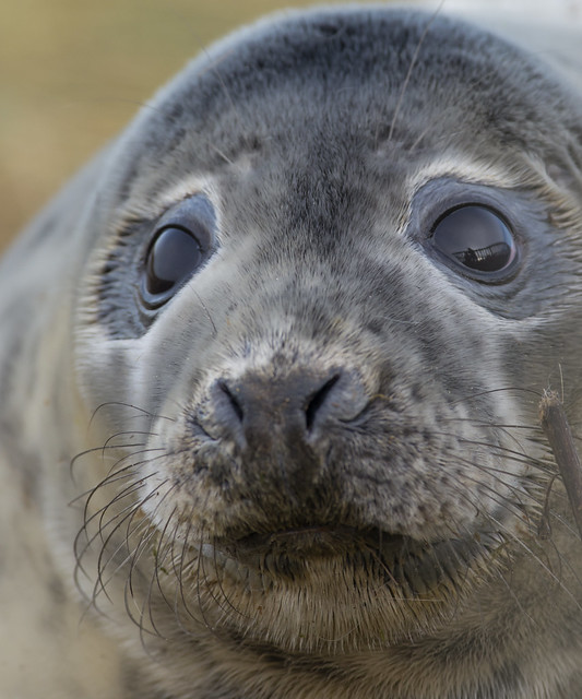 seal pup close up 2