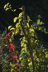 Foliage Backlit