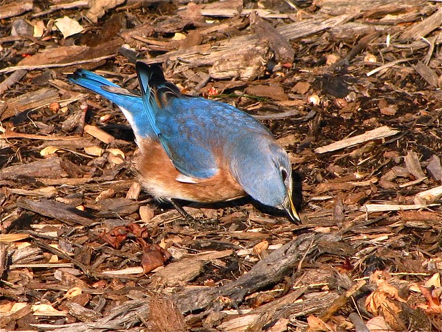 Eastern Bluebird at Lake Junaluska, NC 05