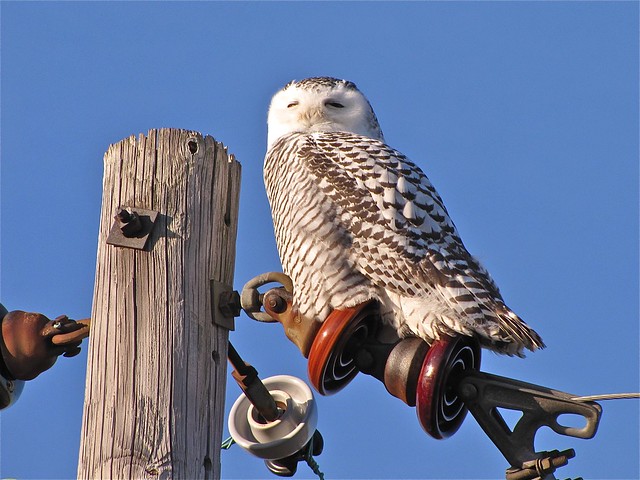 Snowy Owl in McLean County, IL 24