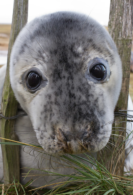 Seal pup at fence