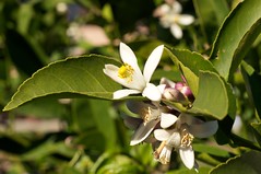Lemon Tree Flowers