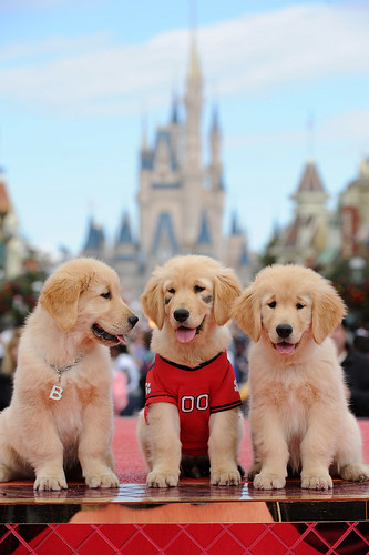 Pups tape TV special at Walt Disney World