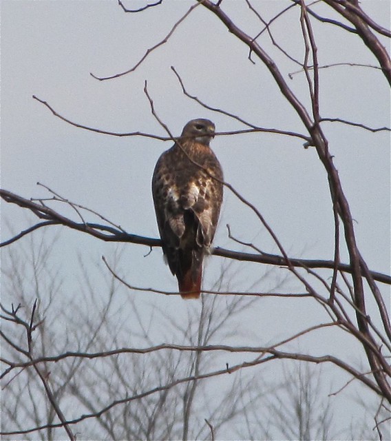 Eastern Red-tailed Hawk in Lake Bloomington, IL