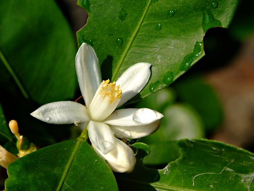 mandalina çiçeği