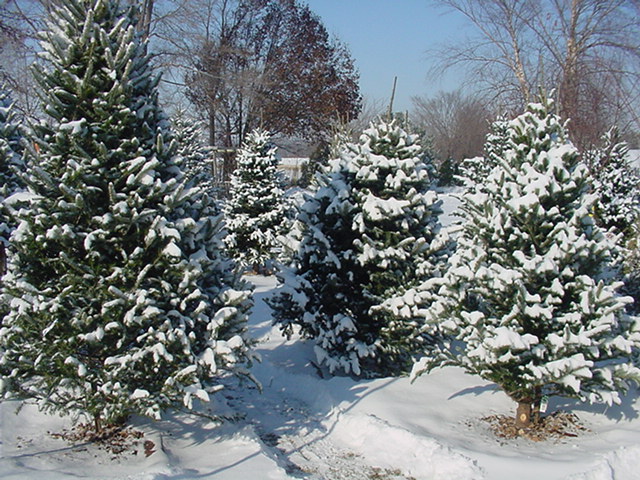 ChristmasTrees