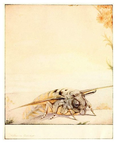 018-La abeja esfinge-The life of the bee 1901-Ilustrada por Edward Detmold