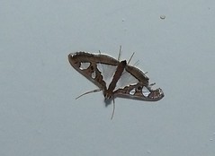 Crambid moth (Glyphodes bivitralis) (x2)