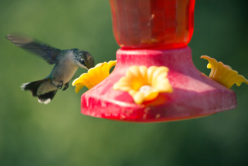 110806 Hummingbird