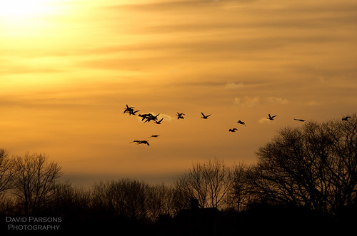 Neponset River - Geese taking flight
