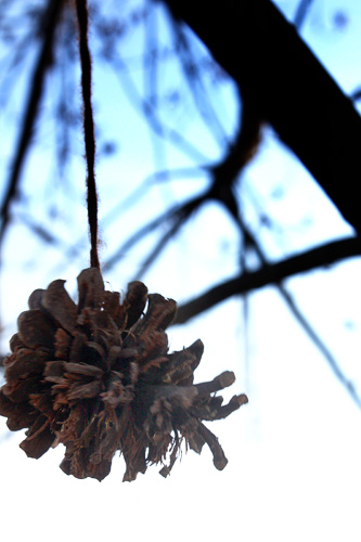 Pinecone Hanging from Tree
