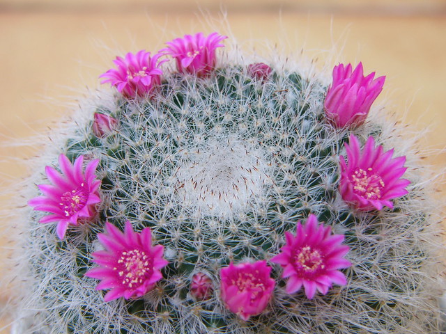 unidentified cactus flower