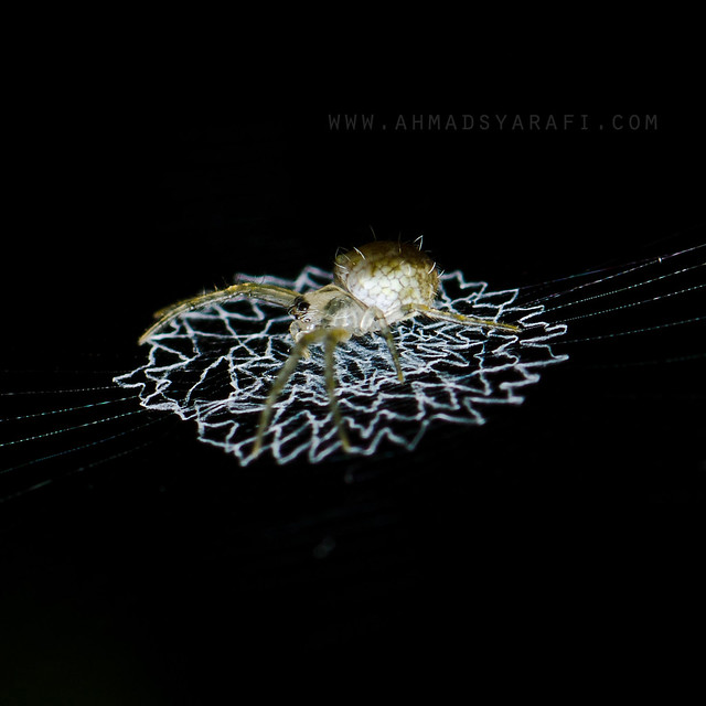 Resting on The Cobweb