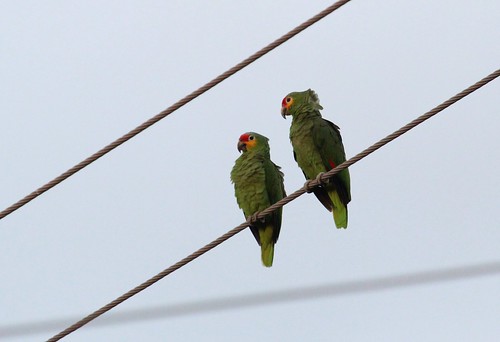 Red lored parrots by ricmcarthur