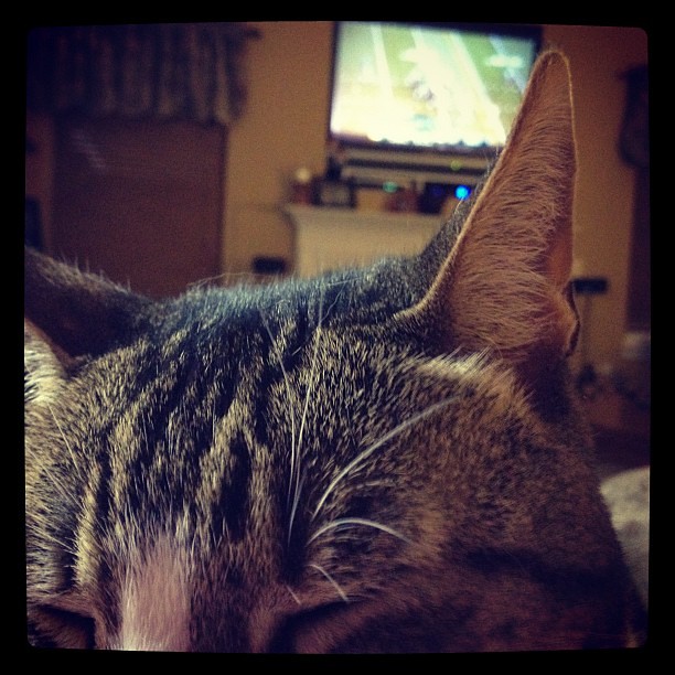 Kitty cat laying on my chest while I watch the Super Bowl.