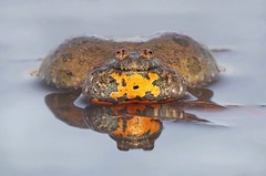 Fire-bellied Toad - Rotbauchunke (Bombina bombina)