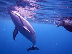 ハワイ島でイルカと泳ぐ
