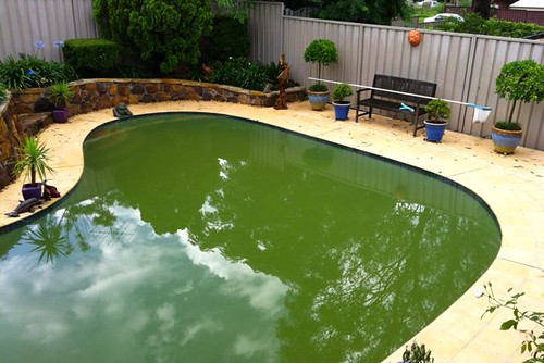 Pool green