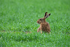 Brown Hares- Lepus europaeus.