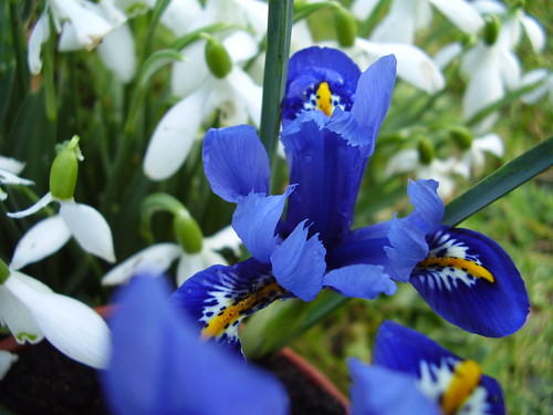 Feb 2012 317 Iris reticulata and snowdrops by monica_meeneghan