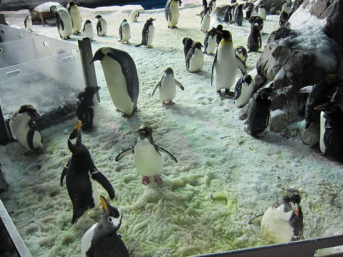 Lots o' penguins
