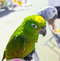 amazon parrots for sale