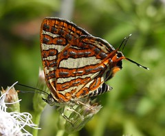 Butterflies Sri Lanka