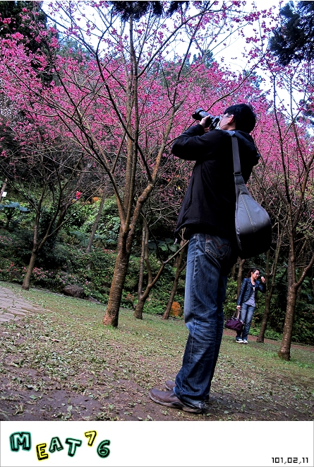 【遊記】陽明山國家公園｜櫻花乍現在粉紅意境的花花世界10