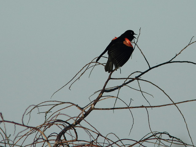 Red-winged Blackbird 20120218
