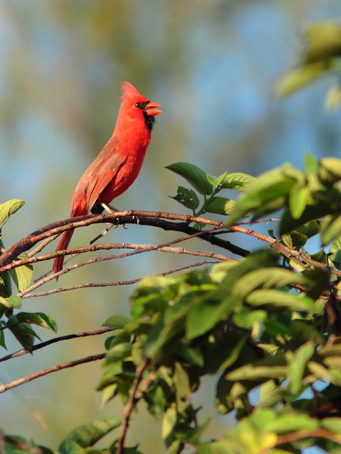 Northern Cardinal 20120218