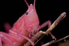 Orthoptera (Madagascar)