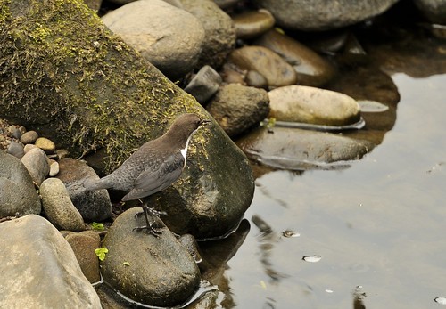 Dipper by Andy Pritchard - Barrowford