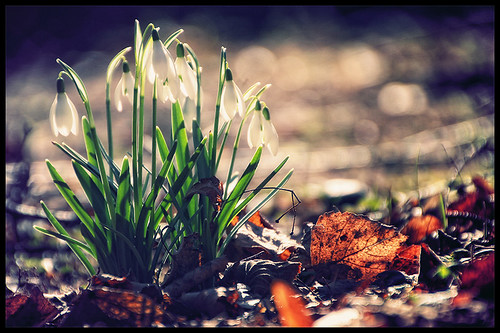 finally spring by andrè t.