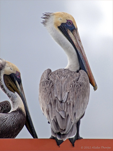 pelicans by Alida's Photos