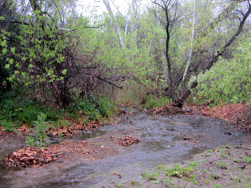 rainy creek