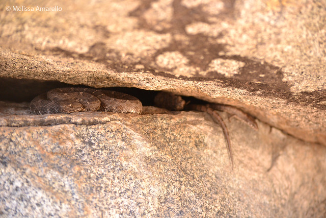 An Arizona black rattlesnake (left) and a Madrean alligator lizard (right) rest outside a den.