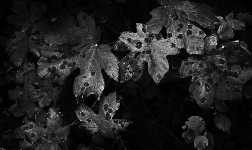 leaves by Nature Morte