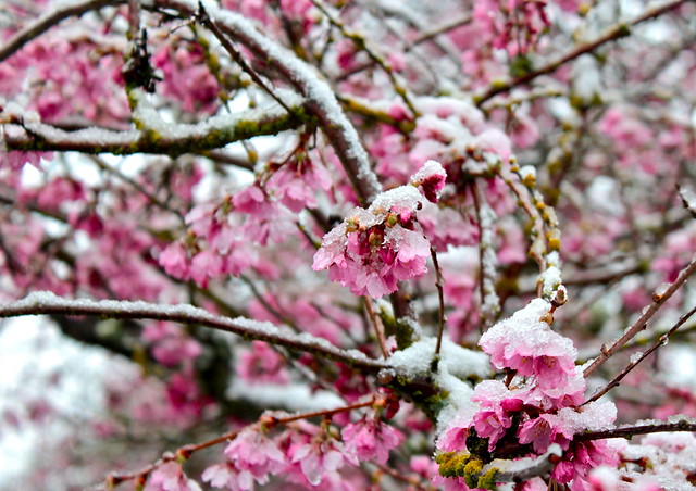 Spring Snow on Cherry Blossoms