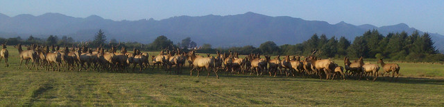 herd of elk in tillamook