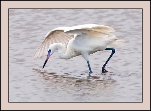Reddish Egret ( Morph ) ( A Lifer # 2 )
