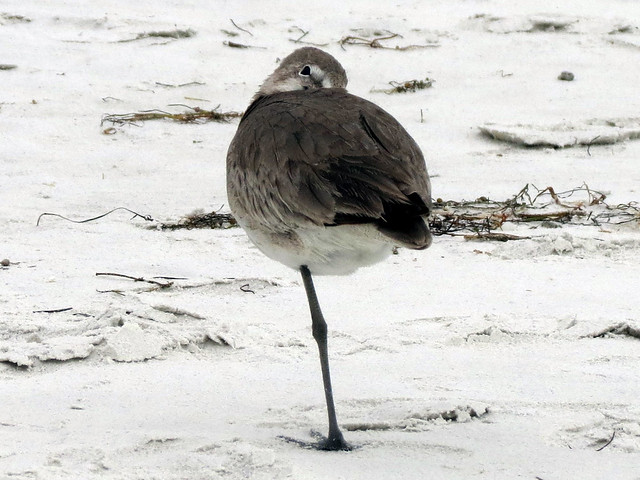 Curious Willet