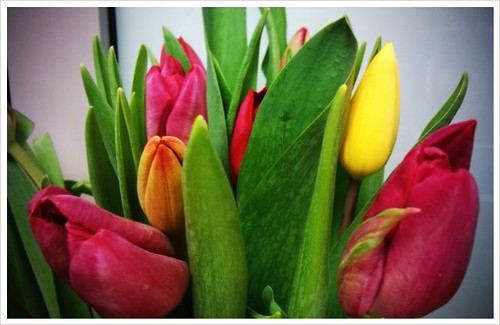 Beautiful tulips from my siblings! Love you guys.