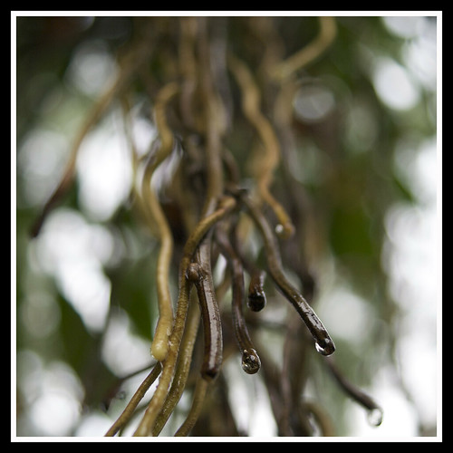 Droplets on vines. by Nor Salman