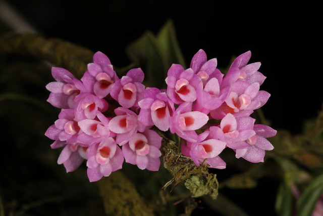 Dendrobium limpidum 2012-02-13 02