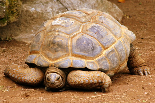 Aldabra Giant Tortoise - Louisville Zoo