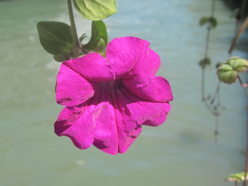 Pink Flower Hanging over the Water