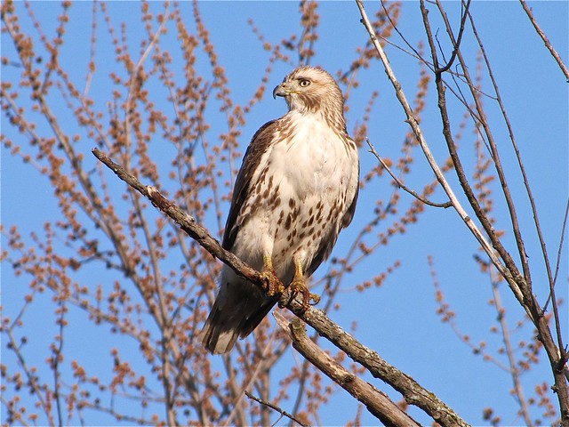 Eastern Red-tailed Hawk at Ewing Park 05