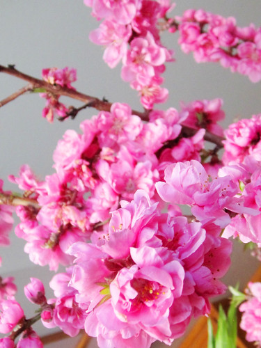 Pink Flower Blossoms